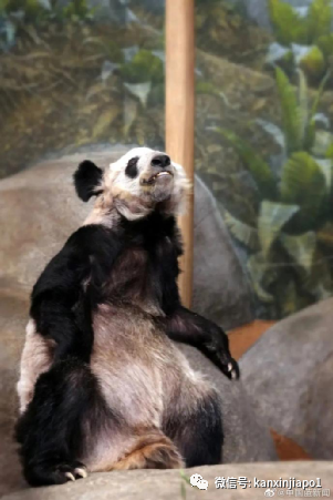 旅居海外的大熊猫受委屈了吗？新加坡的凯凯和嘉嘉小日子过得舒坦，还准备拼二胎