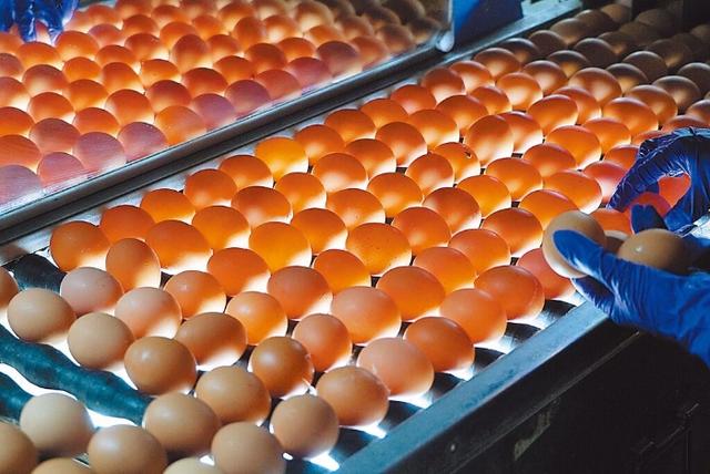 新加坡鸡蛋也不靠进口模式！ 台湾农业专家分析原因