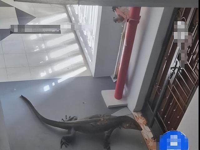 新加坡开门送惊喜：妈呀！大蜥蜴堵家门口！造孽呀！
