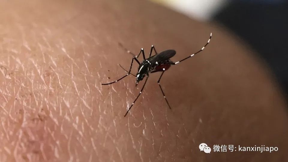 北京伊蚊图片